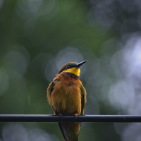 Giraffe Centre Nature Trail